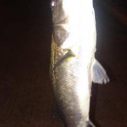 うろうろシーバス