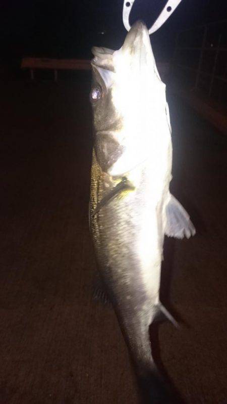 うろうろシーバス