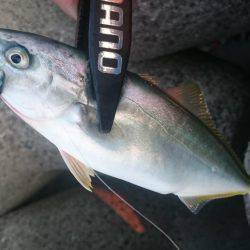 ツバスからのタコ、そしてツバス