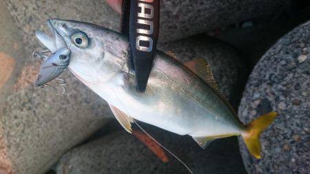 ツバスからのタコ、そしてツバス