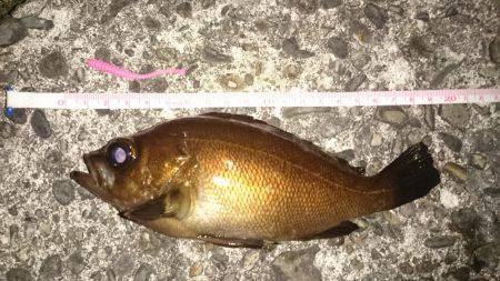 ジギングのはずが、、、