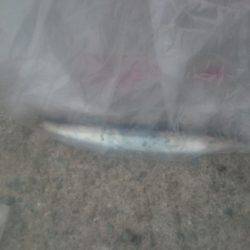 カマス釣りぱーと２