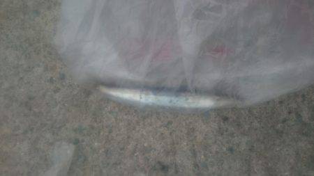 カマス釣りぱーと２