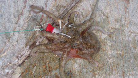 初めて釣りました。