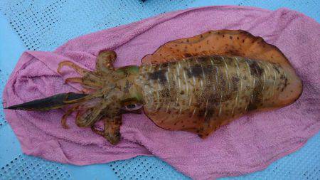 ボートエギング