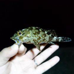 メバリング 自己最高記録