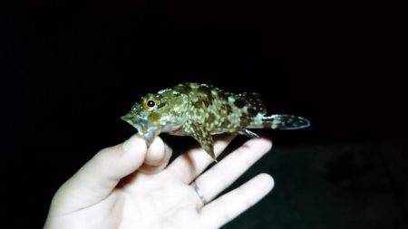 メバリング 自己最高記録