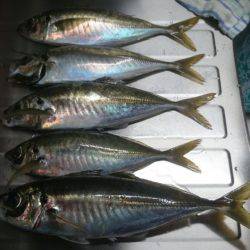 美味しい鬼アジ狙い！