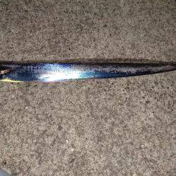 アタリを逃さず