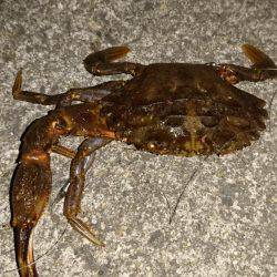 タチウオさっぱり