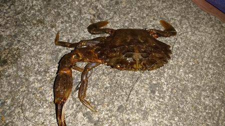 タチウオさっぱり