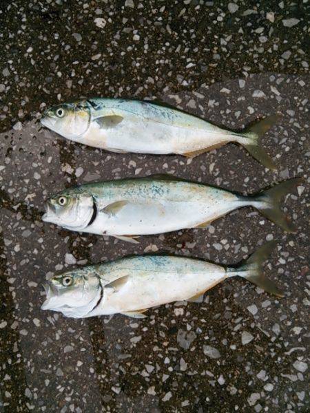 ツバス  ヒット !!