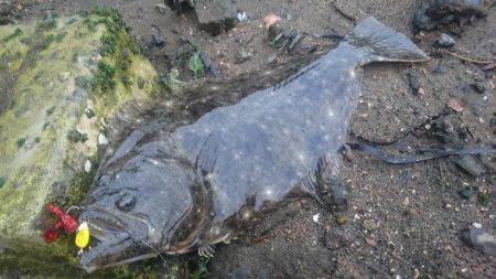 まさかのヒラメ