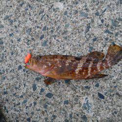 釣りが……したいです。