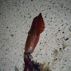 ケンサキイカ リベンジ