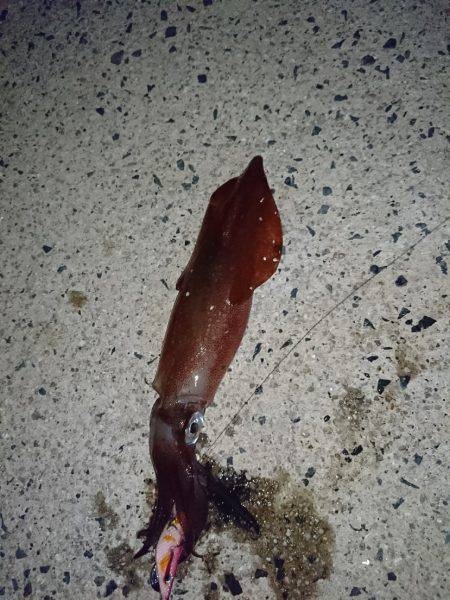 ケンサキイカ　リベンジ