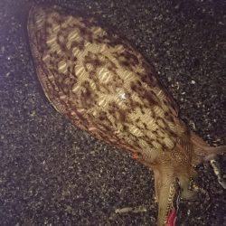 サーフでいつもの…