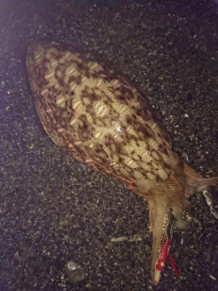 サーフでいつもの…