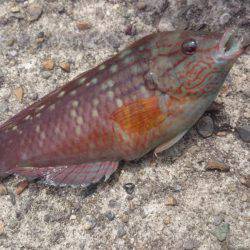 エギング撃沈、胴突きオカズ