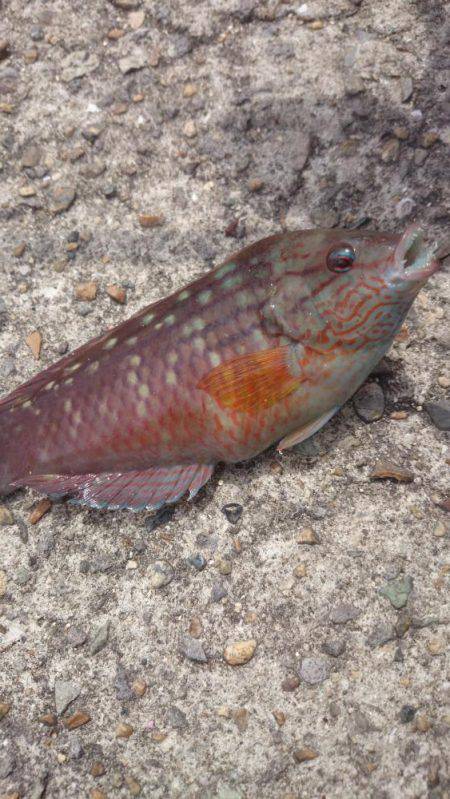 エギング撃沈、胴突きオカズ