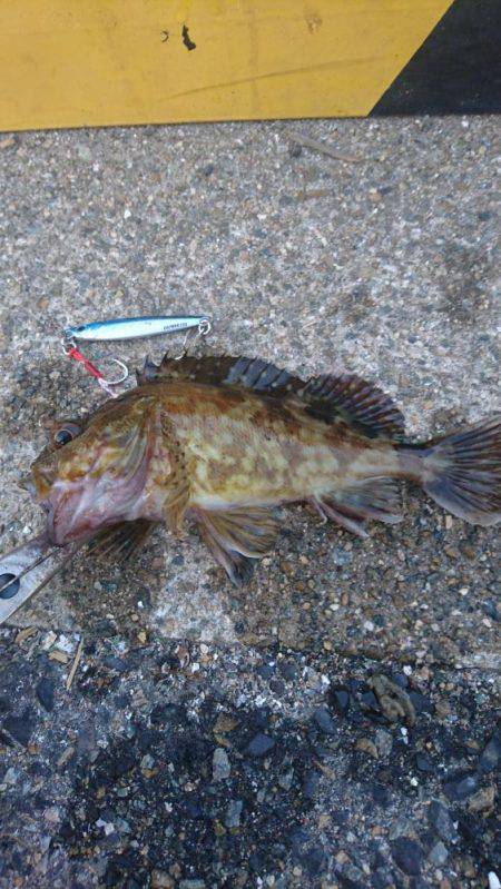 ライトショアジギ