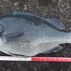 青物まだかな～