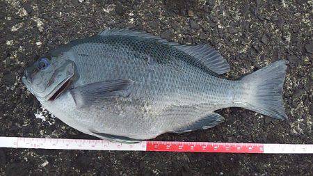 青物まだかな～