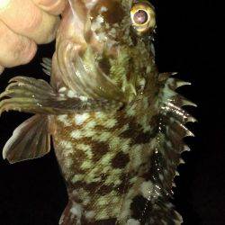 ガシラ保険は安全確実