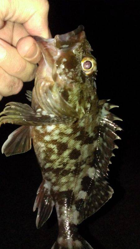 ガシラ保険は安全確実