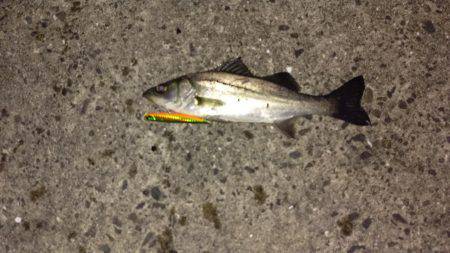 バチ抜けももう終わり?