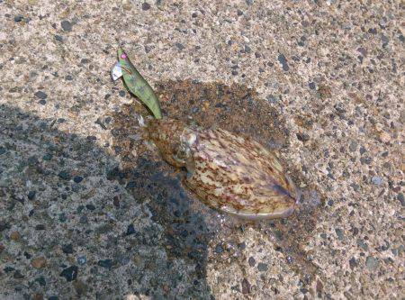 アオリには会えず