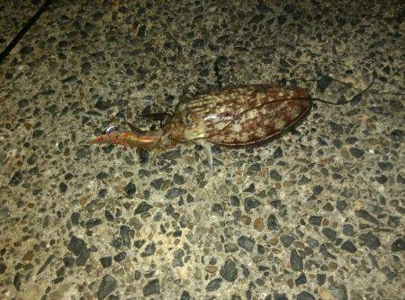 コウイカしか釣れない