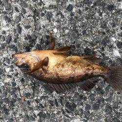 なんとかボウズは…、