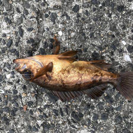 なんとかボウズは…、