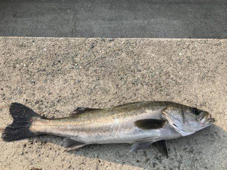 ショアジギング