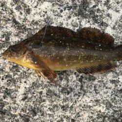 食いが渋かった