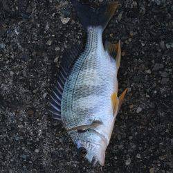 結局、ボラ釣り