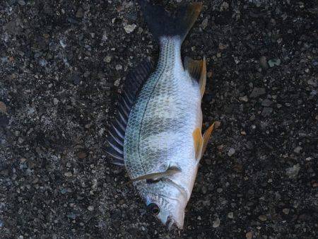 結局、ボラ釣り