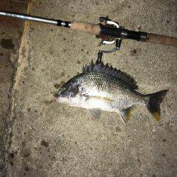 梅雨時期の短時間釣行