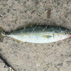 ツバス初ゲット