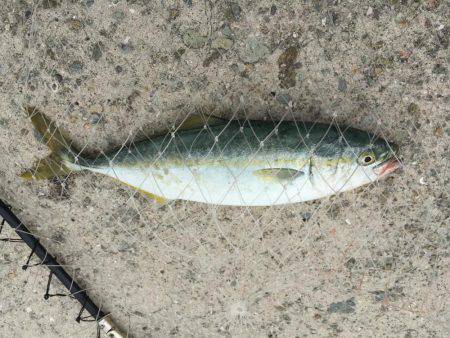 ツバス初ゲット