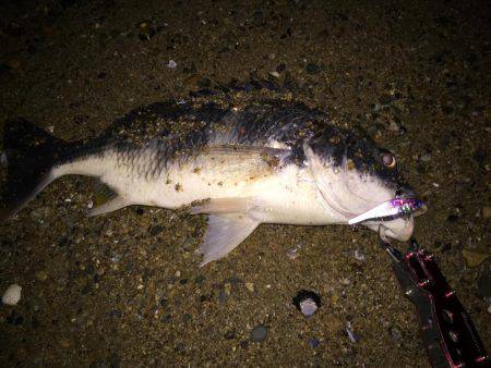 キビレ調査　ＮＯ，１８