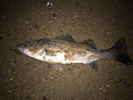 キビレ調査　ＮＯ，２２