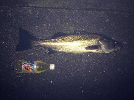 久しぶりのシーバス