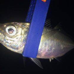 そろそろ少なくなってきた