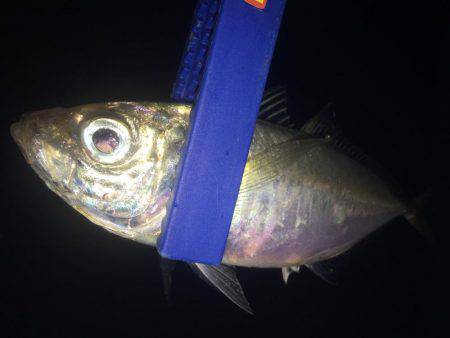 そろそろ少なくなってきた