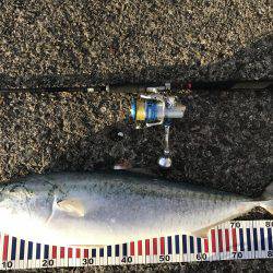 まだ釣れてます。