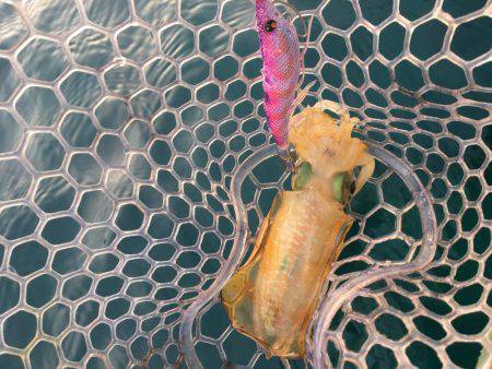 室戸エギング！2017.6.12