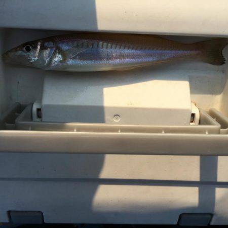 宇佐投げ釣り！2017.6.15