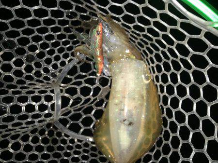 宇佐エギング！2017.6.15